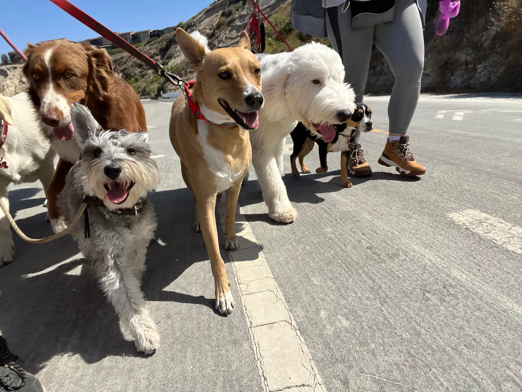 We Listen.  We Learn.  We Lead.DOG WALKING & DAYCARE