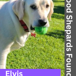 Meet Elvis