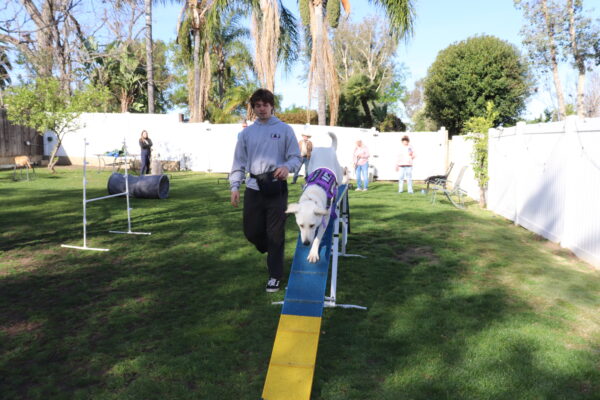 Agility Workshop