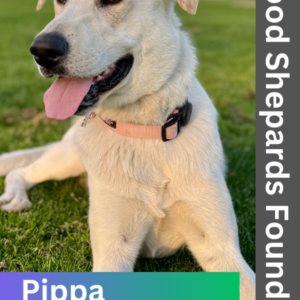 Meet Pippa