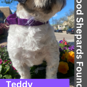 Meet Teddy